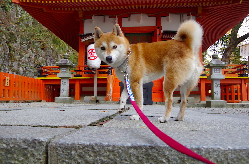 世俱杯精彩瞬间：那些令人热血沸腾的比赛高潮，世俱杯知乎