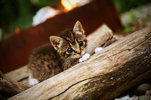 CBA计划引入降级制度港澳球队有望加入，cba计划引入降级制度港澳球队有望加入吗