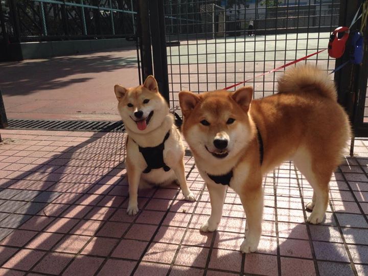 米兰体育APP-世界杯中国青年队爆冷 球迷反思战略布局，这场世界杯中国队