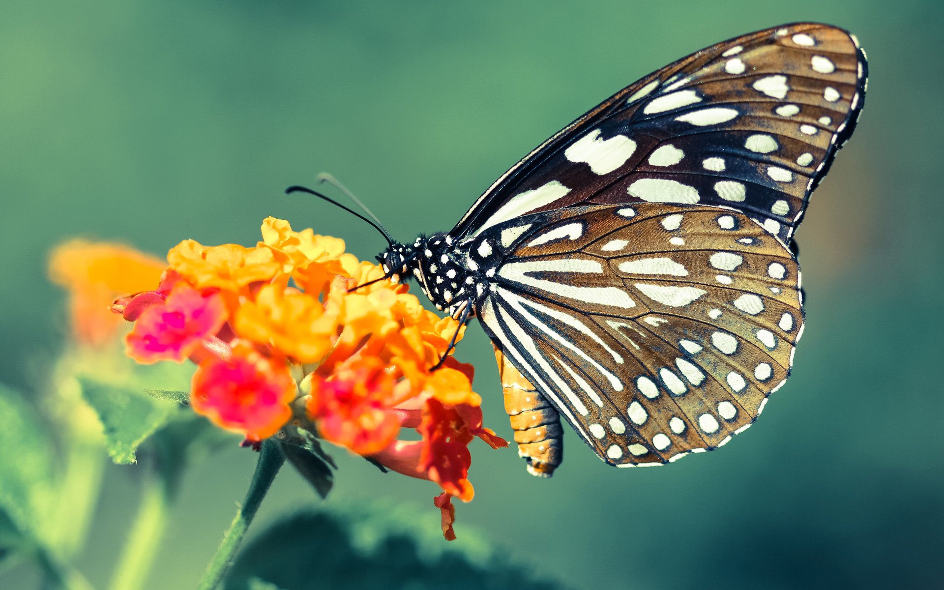 AC米兰-体育医疗车配备智能监控系统提升响应力，体育医疗箱里备什么