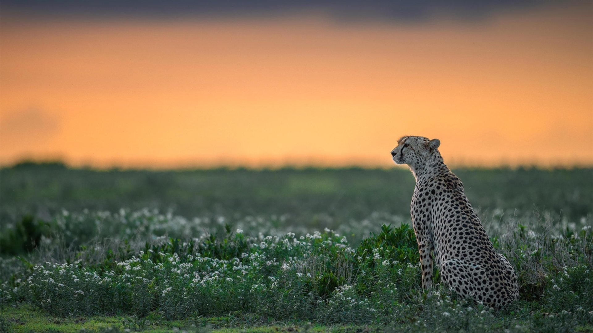 外教风格难以与本土文化融合,外教理念