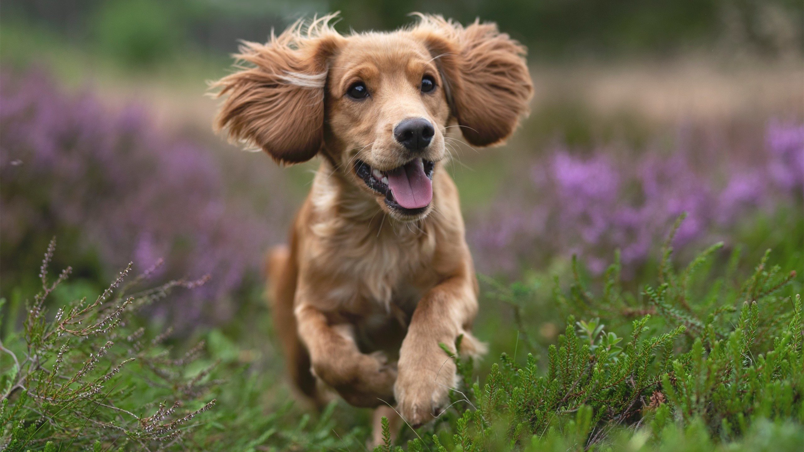 米兰体育官网-布莱顿边中结合形成良好进攻通道，布莱顿森林体系之后