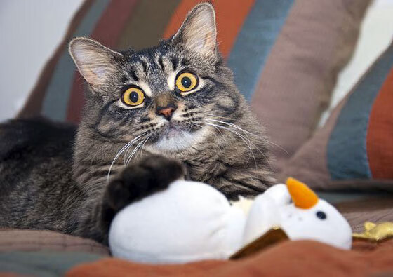 球员伤病康复管理体系不健全，球员伤病对球员的影响