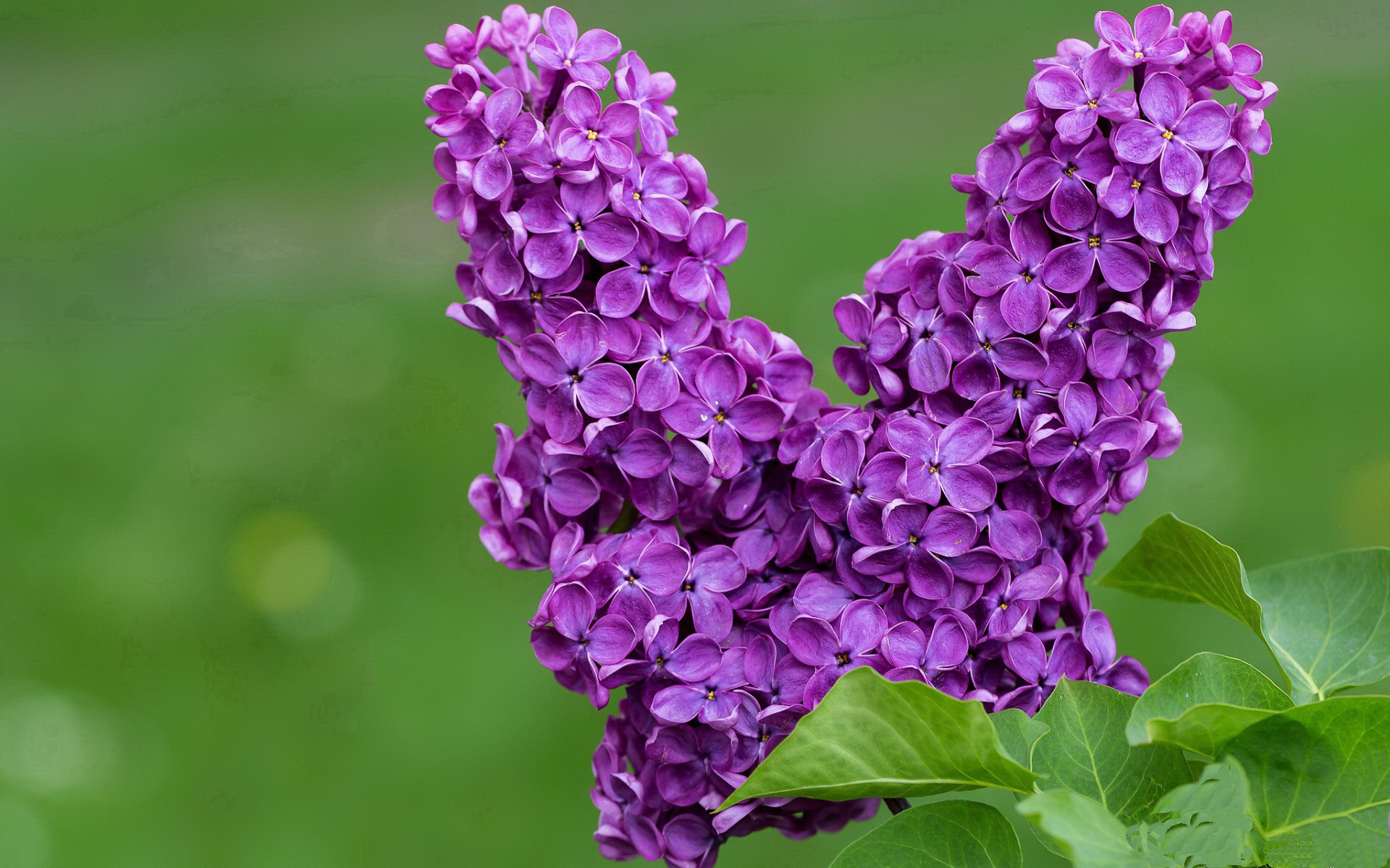 米兰体育-意甲心跳时刻：名场面一次次夺人心魄，意甲速度榜