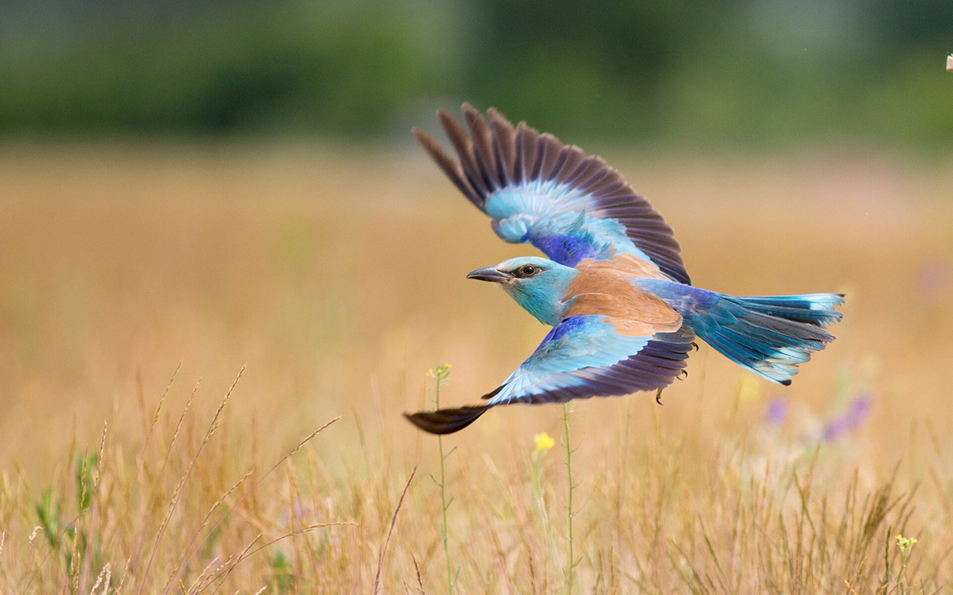 欧洲杯争冠夜:战略、技巧、激情的巅峰对决,欧洲杯冠军之争