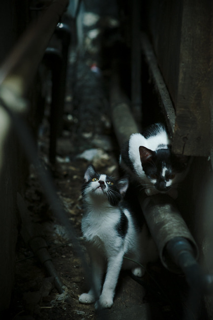 法甲未来之星:新秀崭露头角赢得未来,法甲潜力球员