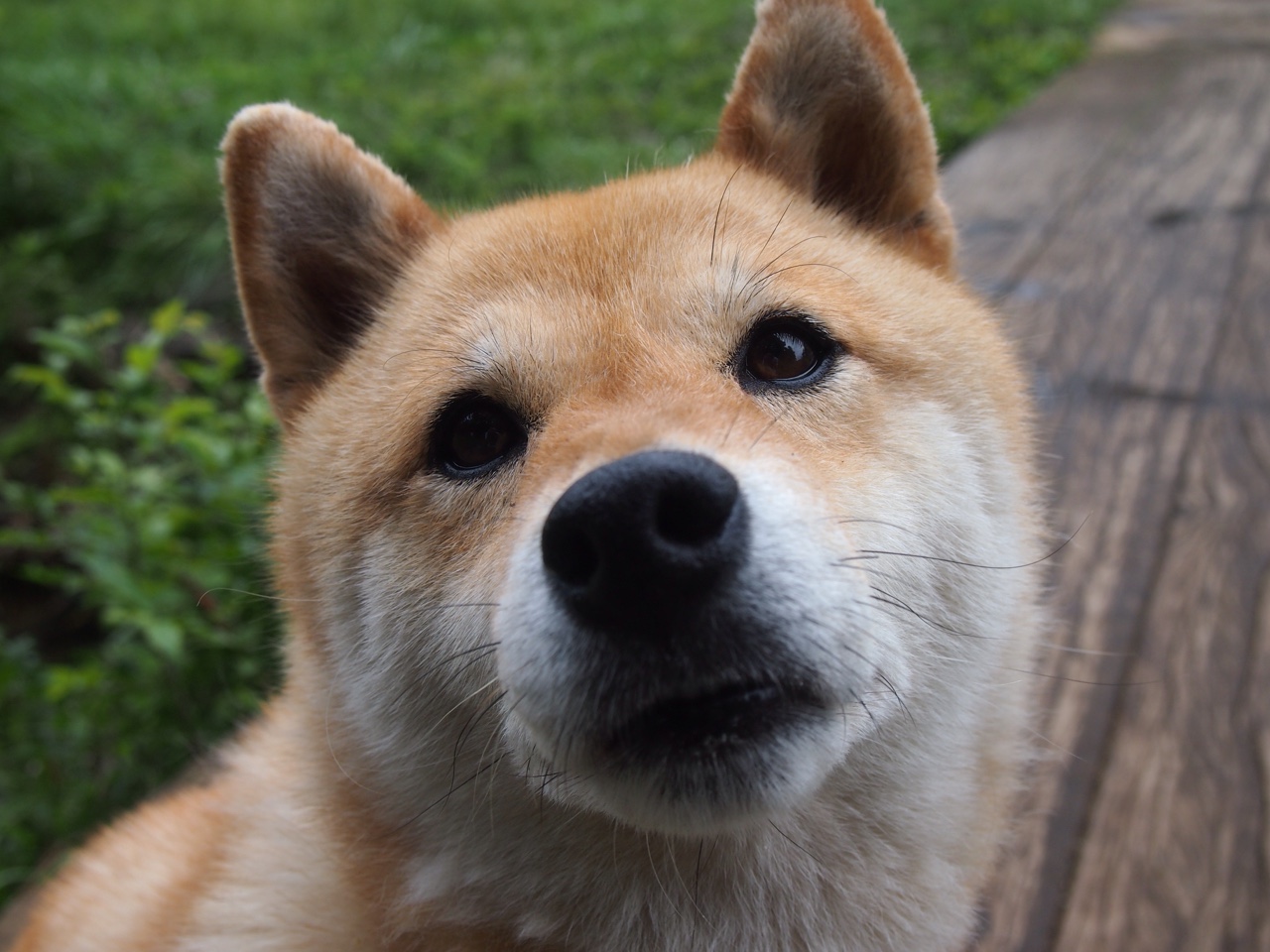 米兰登录入口-英格兰男女橄榄球队并肩打造世界强队，英国女子橄榄球