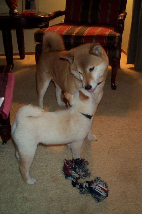 英格兰男女橄榄球队并肩打造世界强队，英国女子橄榄球